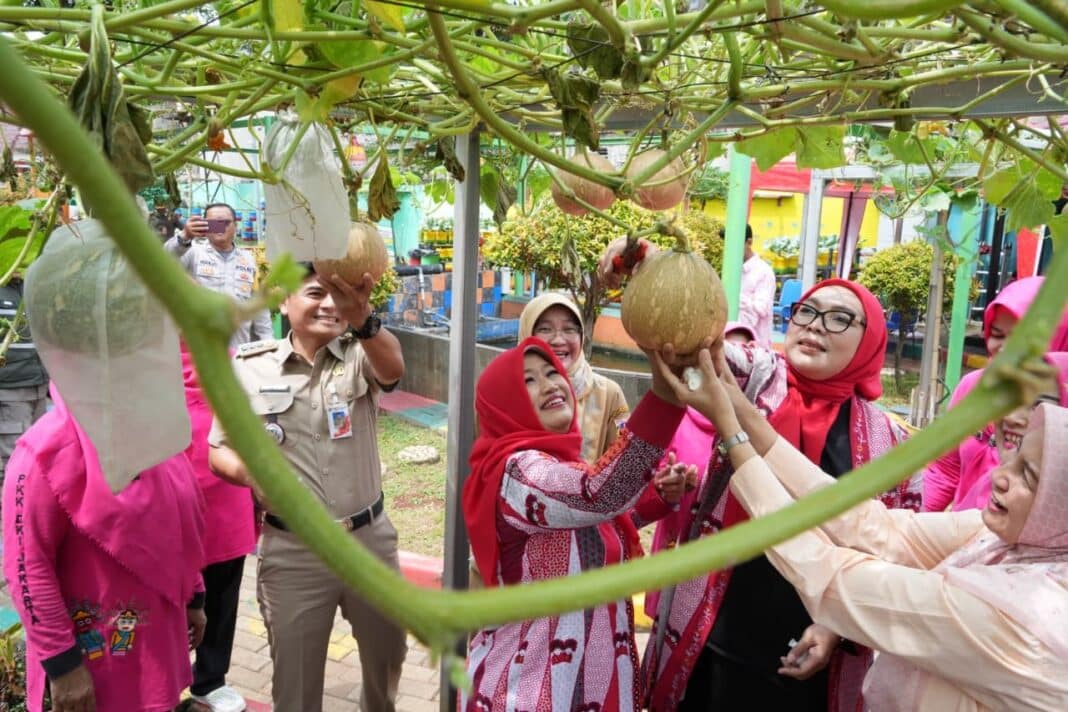 panen labu jepang dijakarta timur